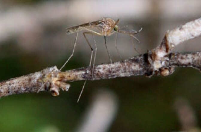 File photo: A mosquito sits on a stick April 9, 2009 in Martinez, California.