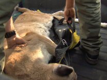A California Department of Fish and Wildlife officer places a tranquilized mountain lion into a pickup truck after it was captured in Glendale on April 11, 2013.