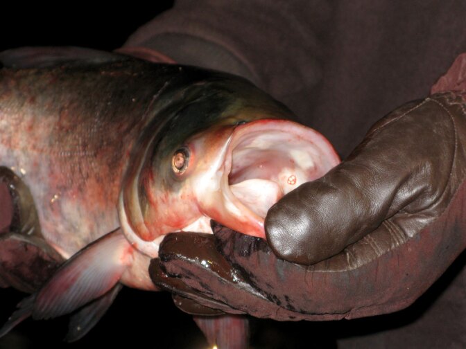 An Asian carp that was killed and scooped out of the water is displayed by a worker Thursday. The carp was found in the Chicago Sanitary and Ship Canal, less than 40 miles from Lake Michigan.