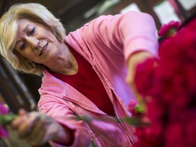 Volunteer Sharon Tittle of San Diego fluffs and de-stems carnations at Sierra Madre Rose Float Association's barn on Tuesday morning, Dec. 29, 2015. Tittle worked until 10 p.m. the night before.
