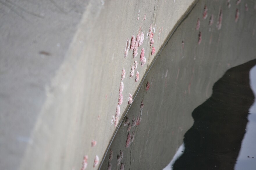 Apple snail eggs are seen in the lake at Echo Park. The snail eggs started appearing in the lake just months after the lake reopened to the public after its $45 million restoration project.