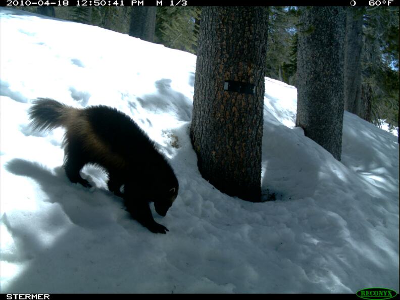 'Buddy' the wolverine captured scurrying in the snow.