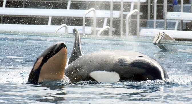 In October the California Coastal Commission ruled to ban orca breeding at the SeaWorld San Diego theme park.