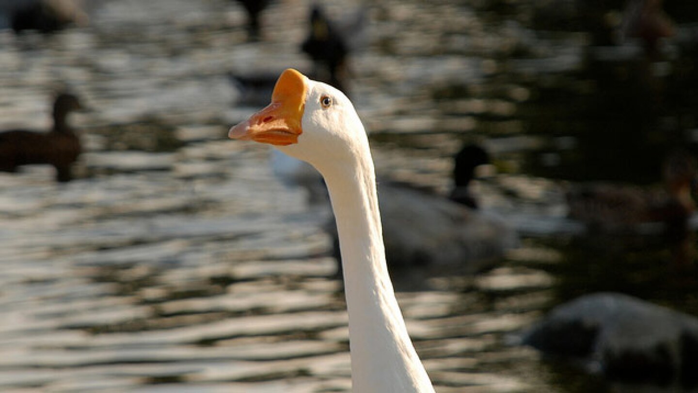 goose.jpg