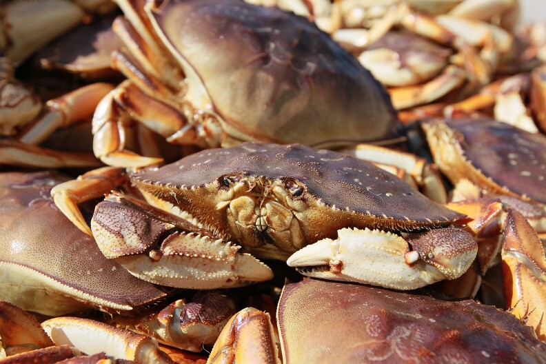 File: A Dungeness Crab sits in a bin after being offloaded from a fishing vessel on November 17, 2010 in San Francisco, California. 