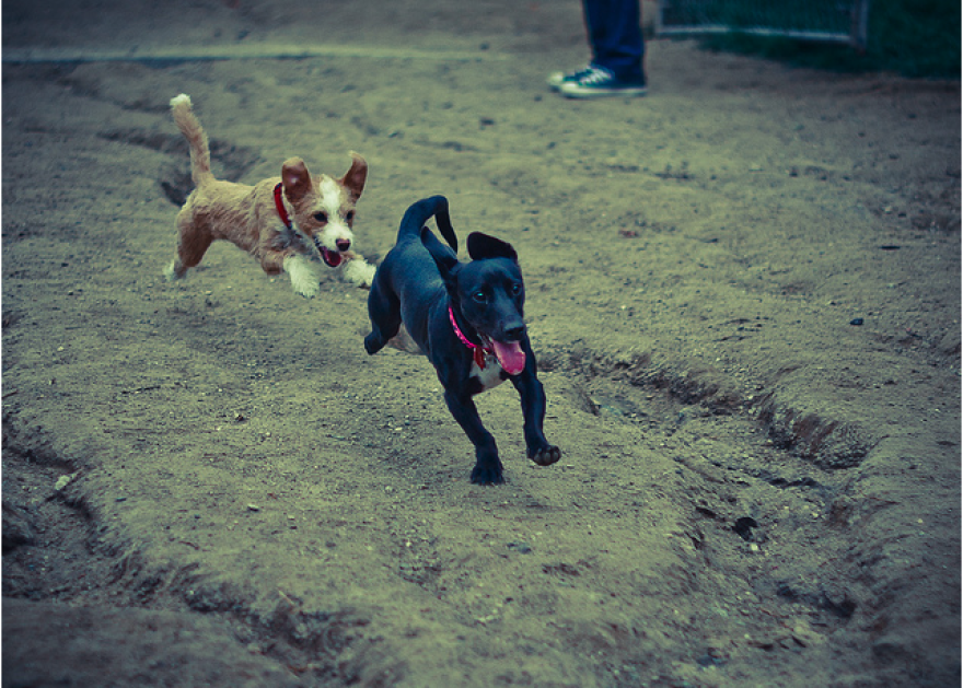 dog_running.png