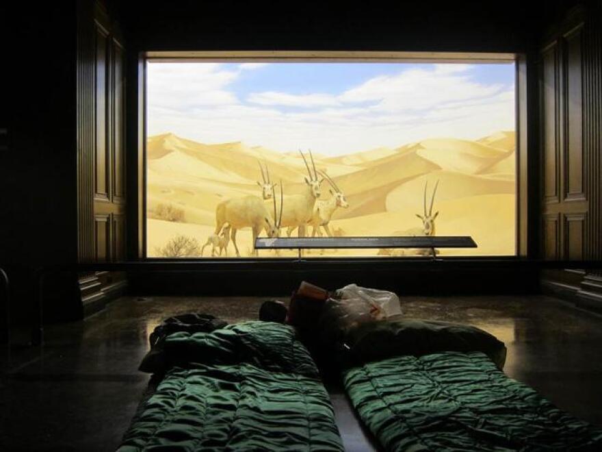 nhm-sleepover-2.jpg