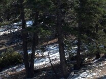 The lack of snow on Big Bear Mountain can be seen just off of the ski runs in this photo taken on January 31, 2014. The ski areas are being supplied with snow made by machines.