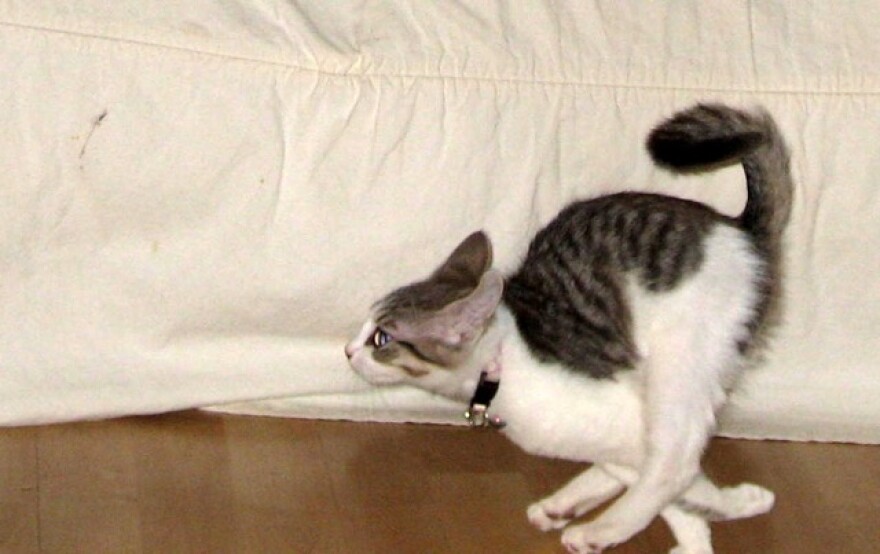 356400109_35eae35f53_o.jpg