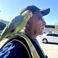 Man with medium-tone skin wearing blue shirt and black cap with neon yellow backpack has green parrot perched on shoulder, standing in parking lot
