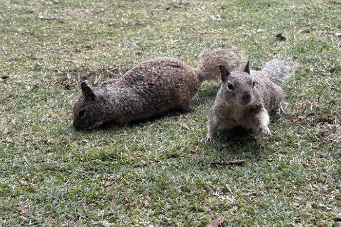 Two brown ground squirrels on a patch of green grass. The one on the left is grazing with its head down while the one on the right is looking up with one of its arms outstretched.