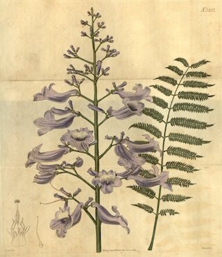 A colored sketch dating back to 1822, illustrating jacaranda blooms and leaves.