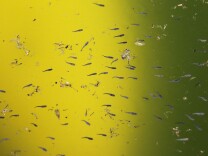 Gambusia affinis, more commonly known as mosquito fish, are seen swimming after being released in a neglected pool infested with mosquitos at a foreclosed home on June 29, 2012 in Pleasant Hill, California. 