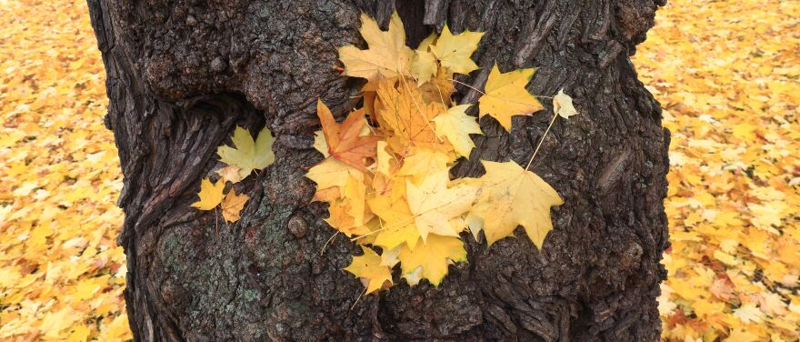 Maple leaves in autumnal colors lay on a tree trunk and around on November 3, 2015 in a park in Magdeburg, eastern Germany. 