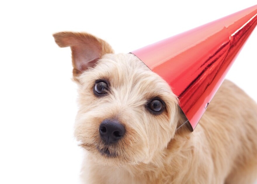puppy-partyhat.jpg