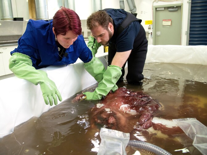 The giant squid was discovered in Antarctica's Ross Sea by a fisherman.
