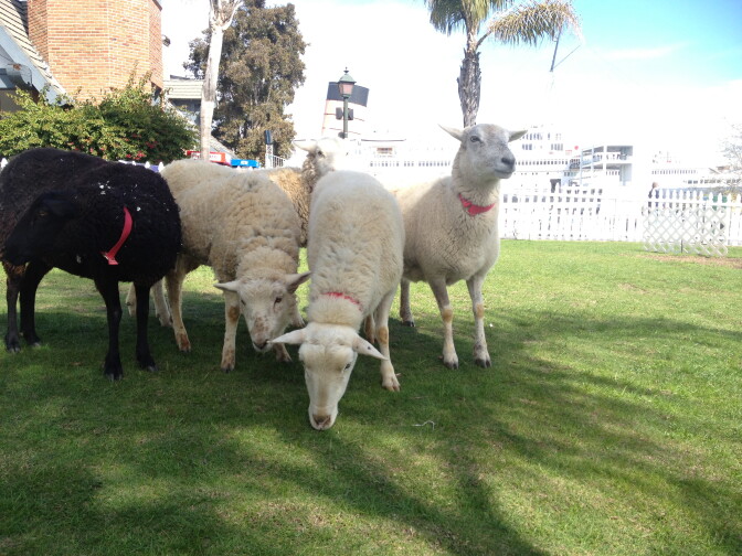 A border collie sheep herding demonstration during ScotsFest 2013.