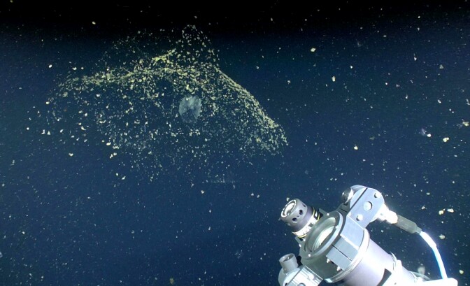 This frame grab from video taken by MBARI's MiniROV shows the inner and outer houses of a giant larvacean (left) and the laser and camera of the DeepPIV system (lower right)