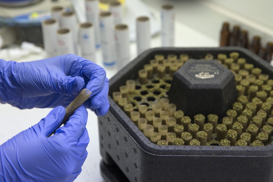 An Israeli woman prepares marijuana plants for smoking at the BOL (Breath Of Life) Pharma greenhouse in the country's second-largest medical cannabis plantation, near Kfar Pines in northern Israel, on March 9, 2016.
The recreational use of cannabis is illegal in the Jewish state, but for the past 10 years its therapeutic use has not only been permitted but also encouraged. Last year, doctors prescribed the herb to about 25,000 patients suffering from cancer, epilepsy, post-traumatic stress and degenerative diseases. The purpose is not to cure them but to alleviate their symptoms. Forbidden to export its cannabis plants, Israel is concentrating instead on marketing its agronomic, medical and technological expertise in the hope of becoming a world hub in the field.
 / AFP / JACK GUEZ        (Photo credit should read JACK GUEZ/AFP/Getty Images)