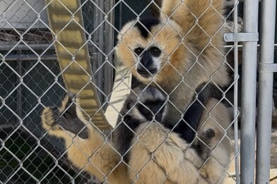 A blonde gibbon holds her young, a black baby gibbon, at the Gibbon Conservation Center in Santa Clarita. 