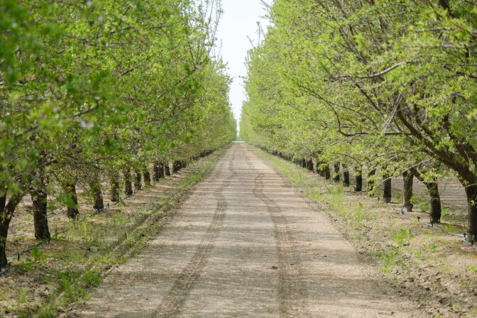 An image looking between two rows of just blooming almond trees on an almond orchard. 
