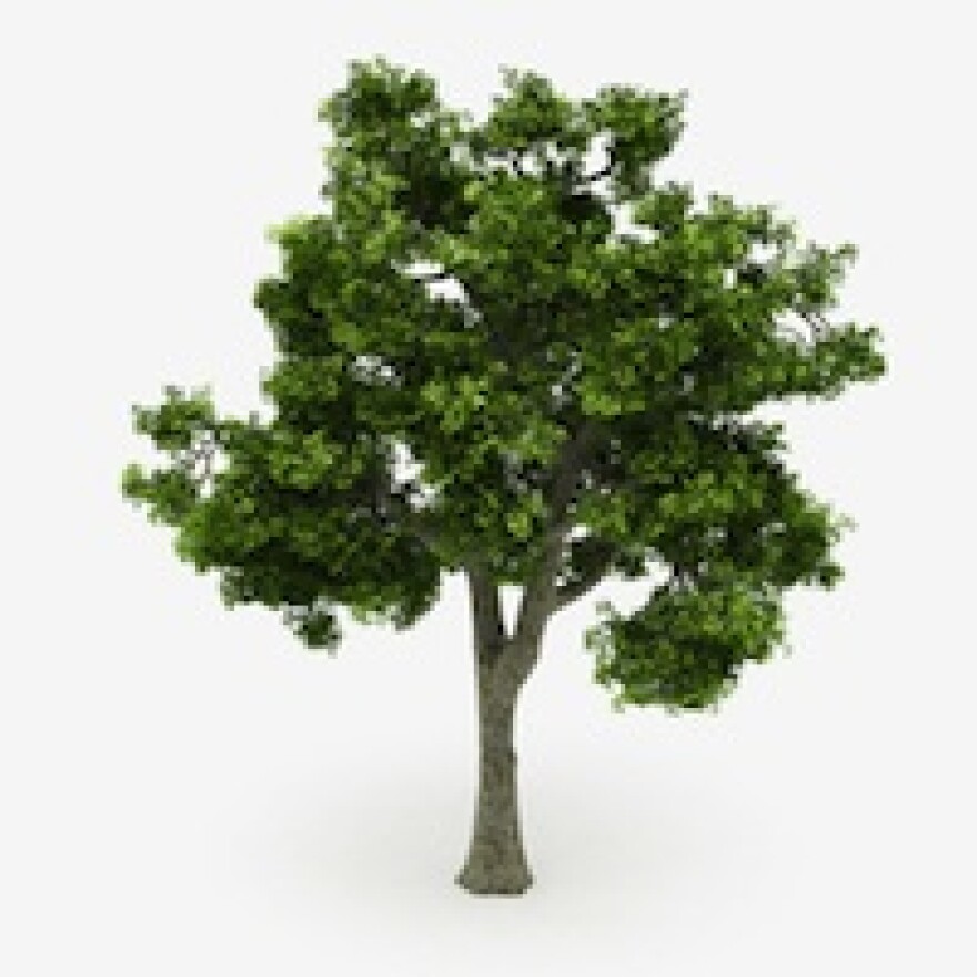 shutterstock_tree_illo_200.jpg