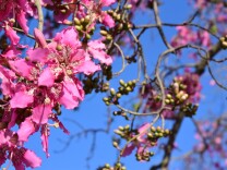 Pink flowers in bloom on the branches of a tree.