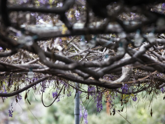 The vine was first planted in 1894. Sierra Madre has come to be known for its annual Wistaria Festival, and there's even a local restaurant named after it.