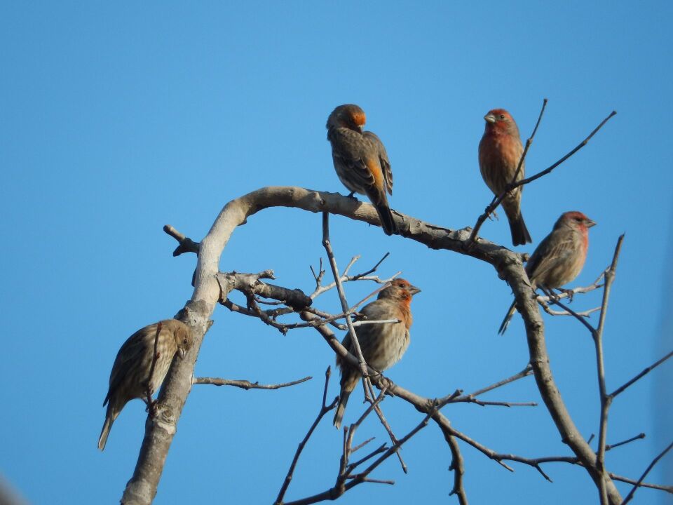 Five reddish-brown birds perched on bare tree branches against a clear blue sky.