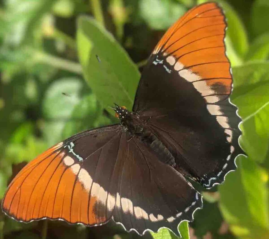 close-up image of an orange and brown butterfly