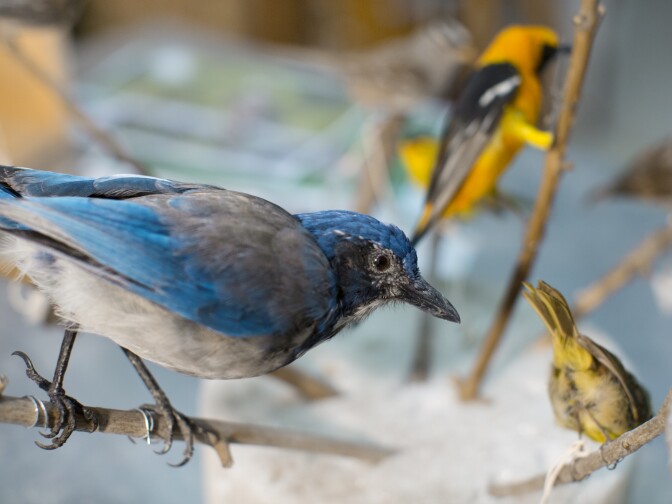 Allis Markham creates birds and other taxidermy creatures for exhibits at The Natural History Museum in Los Angeles.