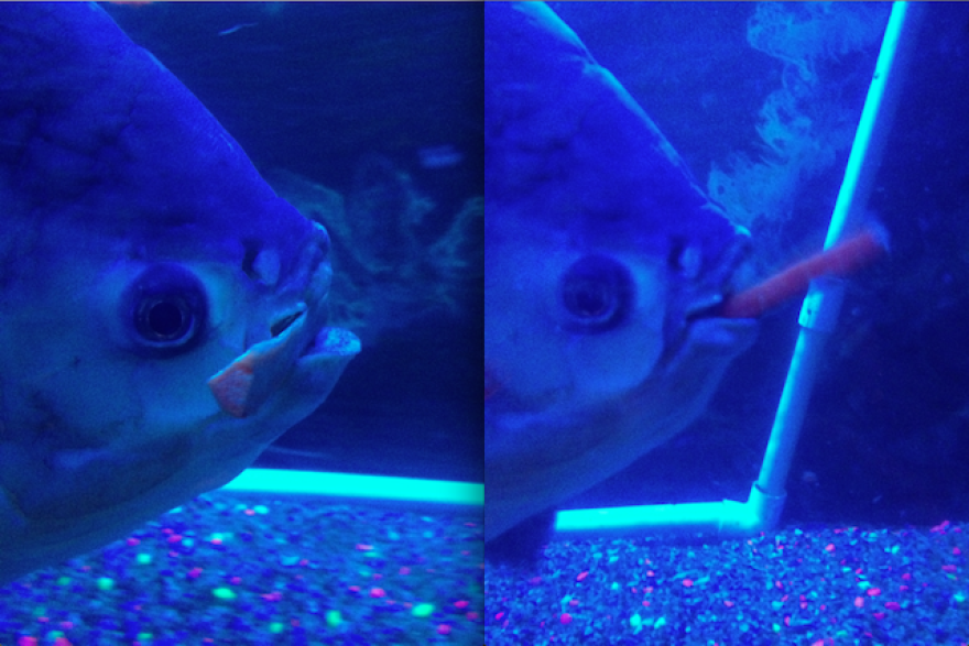 rufus-bahooka.png
