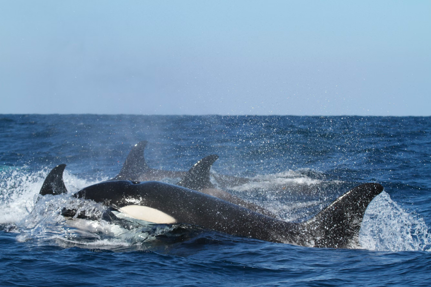 A mostly black orca with a white chin and circle around it eye is in profile breaching above ocean water enough to reveal its head and dorsal fin. The fins of three other orcas are seen in in the background.