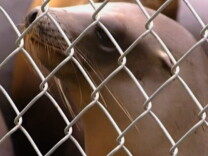 After a month of treatment, 14 sea lion pups were released back into the ocean on Tuesday, June 2, 2015. Authorities are still investigating an incident in which someone broke into the facility where they were being treated for malnutrition and poured chlorine into their pool, burning their eyes.