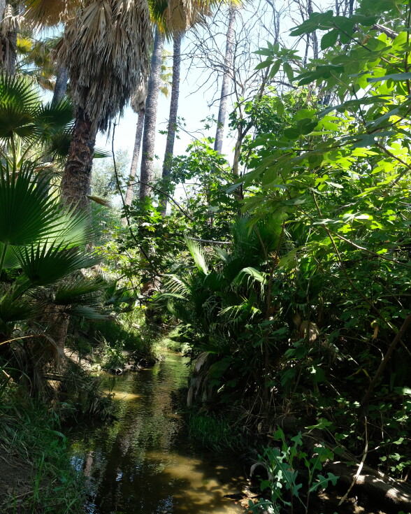 A creek runs through a wooded area. 