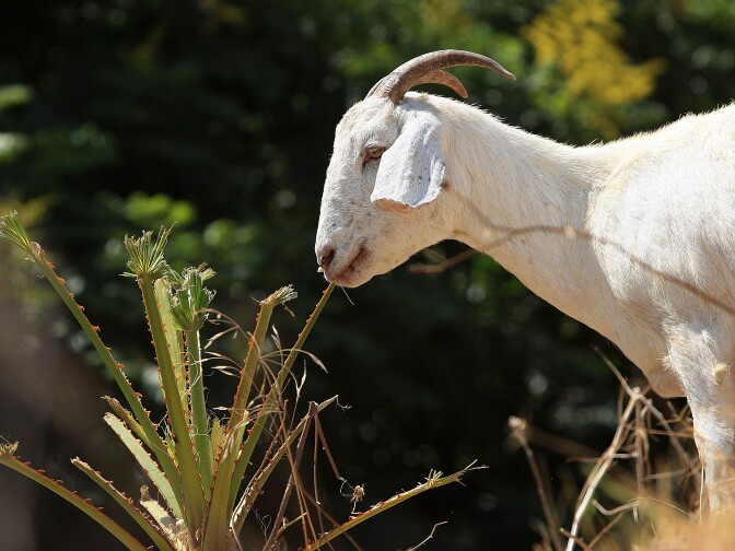 LOS ANGELES, CA - SEPTEMBER 09:  A herd of 100 South African Boer goats chews on tough weeds and dry grasses to clear a steep hillside lot near the Angels Flight funicular railroad on September 9, 2008 in the Bunker Hill high-rise district of downtown Los Angeles, California. Leaders of the Los Angeles Community Redevelopment Agency rented the goats as an economical and environmentally friendly alternative to using gas-powered weed-whacker-wielding humans. Human workers would have charged as much as $7,500 to clear the 2 ½-acre Angels Knoll lot. The goats cost only about $3,000 and there will be no overtime charges. An additional 50 goats will be added to the herd soon to help complete the job in the next week to 10-days.  (Photo by David McNew/Getty Images)