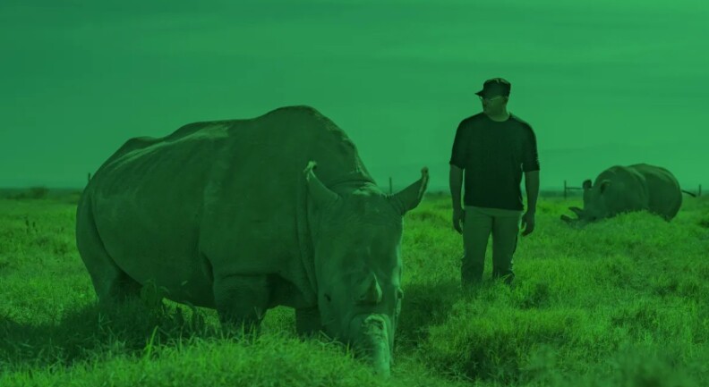 Green hued photo of two rhinoceros and a man in a field of grass.