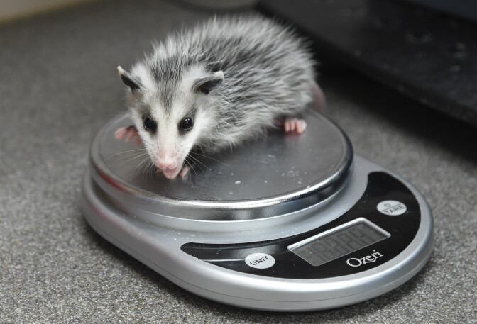A rescued baby opossum is weighed at the Pelican Harbor Seabird Station in Miami, Florida, May 20 2016. 
A non-profit wildlife rehabilitation facility dedicated to rescuing, rehabilitating and releasing injured seabirds in the Biscayne Bay area. / AFP / RHONA WISE        (Photo credit should read RHONA WISE/AFP/Getty Images)