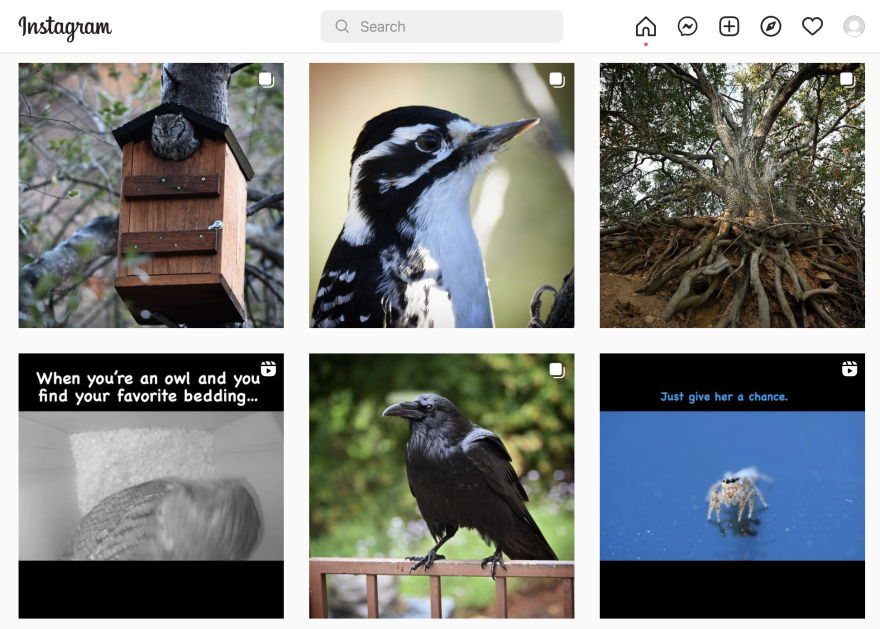 A series of six preview thumbnails for an Instagram account show, clockwise from top left, an owl peaking out of a birdhouse, a small bird, a tree with exposed roots, an image of the owl in black and white with the words "When you're an owl and you find your favorite bedding, a raven, and a spider with the caption "Just give her a chance."
