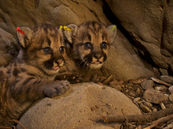 These mountain lion kittens are two of five discovered in June in the Santa Monica Mountains. Two litters with three female and two male kittens. 