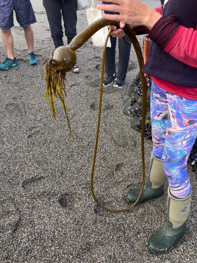 Want some of this bull kelp? You have to be prepared for a taste sensation on this foraging trip.