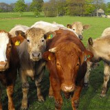 Tyson foods said it will no longer buy cattle fed Zilmax, a growth-inducing drug. What was the company's motivation for the decision?