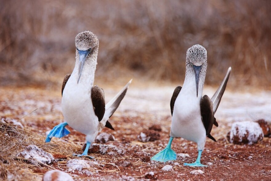 bluefootedboobies-shutterstock.jpg