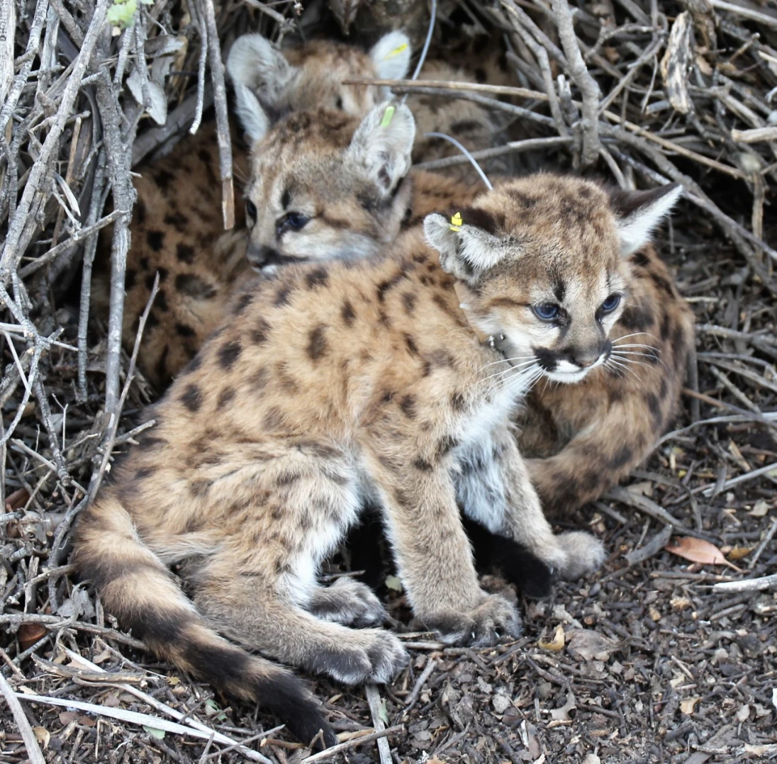 Two Mountain Lion Kittens Found Alive From a Litter of Four