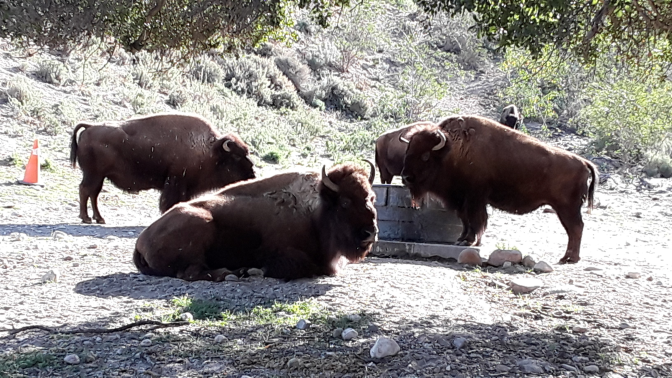 Four bison hanging out at a park.