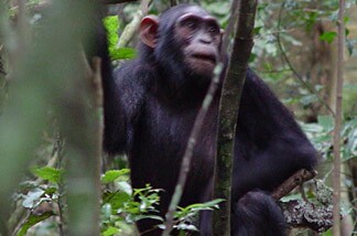 A 9-year-old female chimp carries a stick, seen just below her left arm.