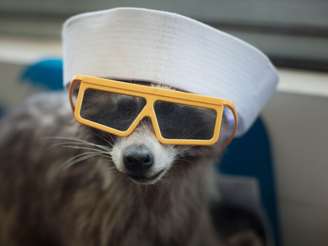 An office companion at The Natural History Museum in Los Angeles.