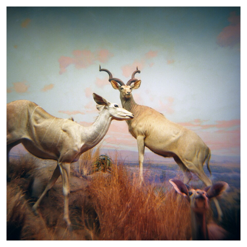 The Natural History Museum in Los Angeles