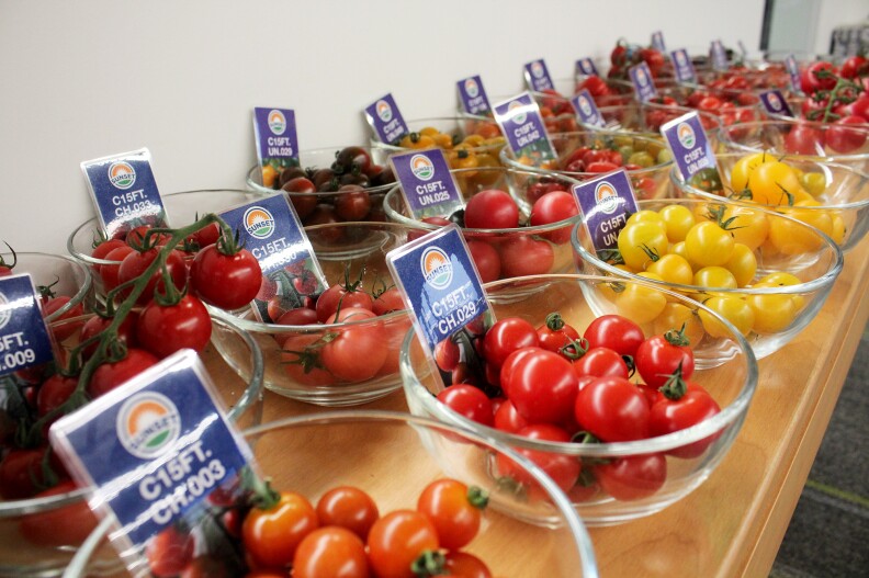 At the headquarters of Mastronardi Produce, new tomato varieties are available for tasting.