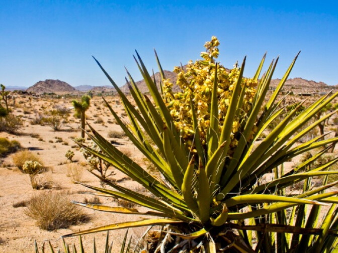 Flowers in bloom at Joshua Tree National Park. Photo submitted by user Nillie De Grakovac. 